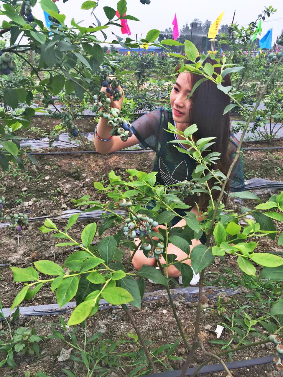 首届蓝莓采摘节,双流摘蓝莓基地