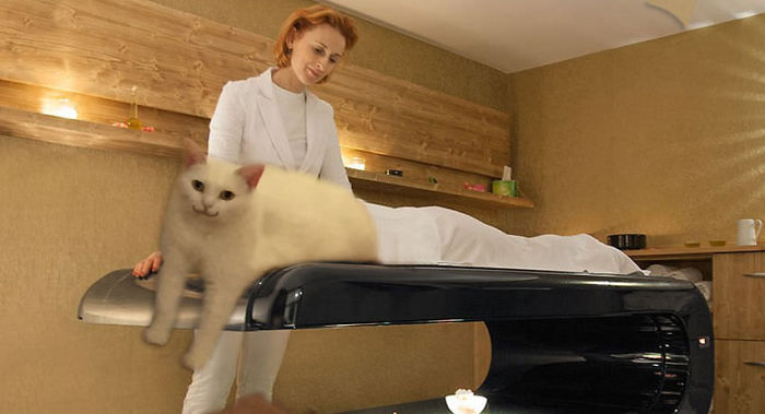 喵星人下楼梯魔性瞬间,被恶搞的喵星人