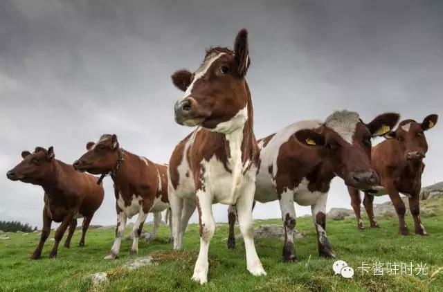 澳洲奶粉问题最新,澳洲奶粉详细攻略