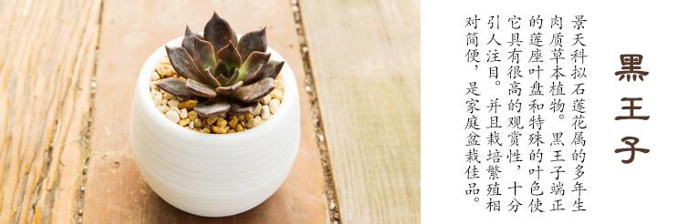 多肉植物刚种植掉叶怎么补救,多肉植物收到货后要怎么种植