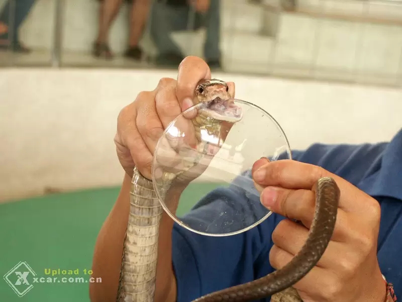 泰国旅游蛇药是真的有效吗,在泰国旅游买的蛇药怎么样