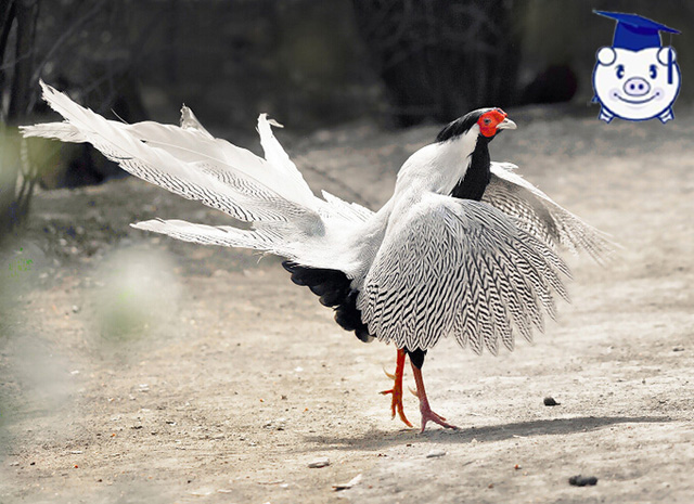 养殖致富项目养猪,最赚钱的养殖业适合穷人养殖创业
