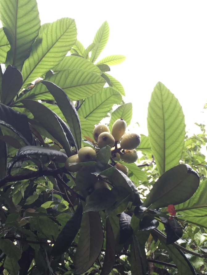 鼓浪屿自驾游全攻略,厦门鼓浪屿登岛全攻略