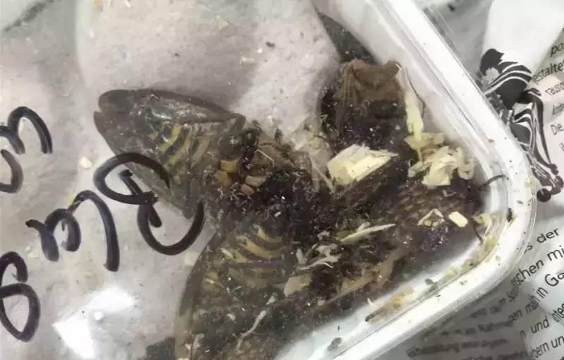 慎点！有人居然往成都寄这种虫，体积是国内的3倍