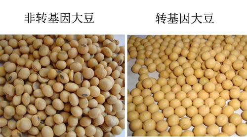 6号轻汽油是什么油有什么危害,六号轻汽油是什么