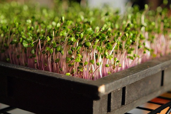 欢乐颂五美安迪家吃火锅第几集,欢乐颂五美齐聚吃火锅