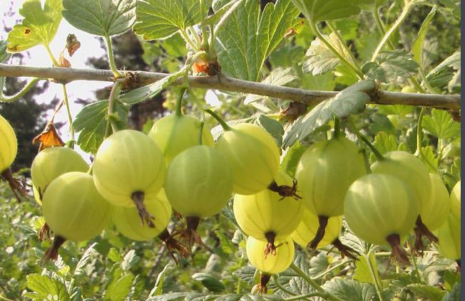 这些水果你一定不能错过,这些水果一定要多吃抓紧收藏