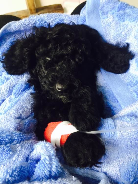 泰迪得细小治疗全过程,泰迪细小的症状和治疗方法