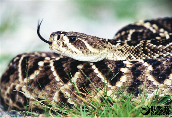 地球上最毒的15种动物,世界上最毒的动物排行