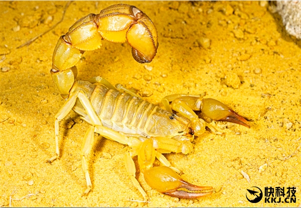 地球上最毒的15种动物,世界上最毒的动物排行