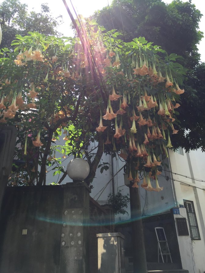 鼓浪屿自驾游全攻略,厦门鼓浪屿登岛全攻略