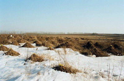 农村坟地的土地性质,宅基地上的坟墓可以迁吗