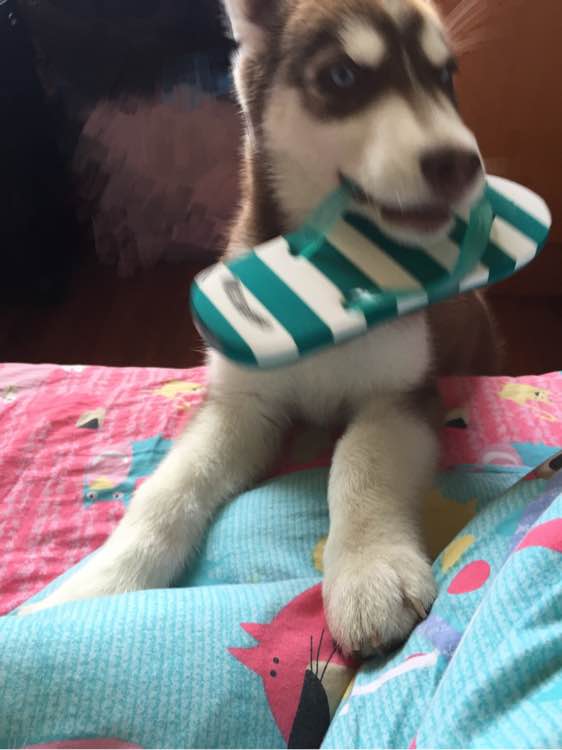 哈士奇在网上买回来的样子,哈士奇新买回来一直安静不下来