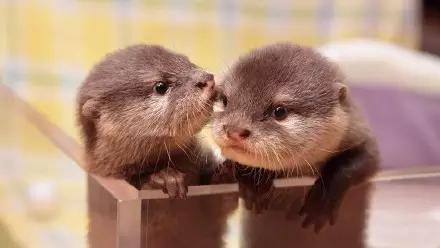 用我巨萌的强力剂，治愈你的宝宝萌化症