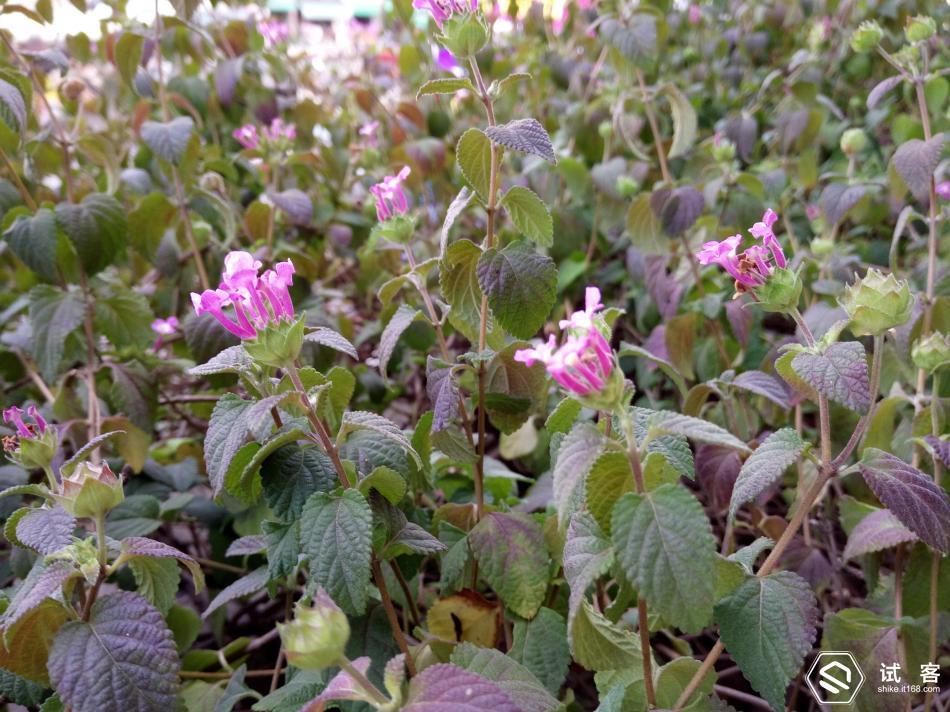 vivox6是否值得入手,vivox6怎么样值得买吗