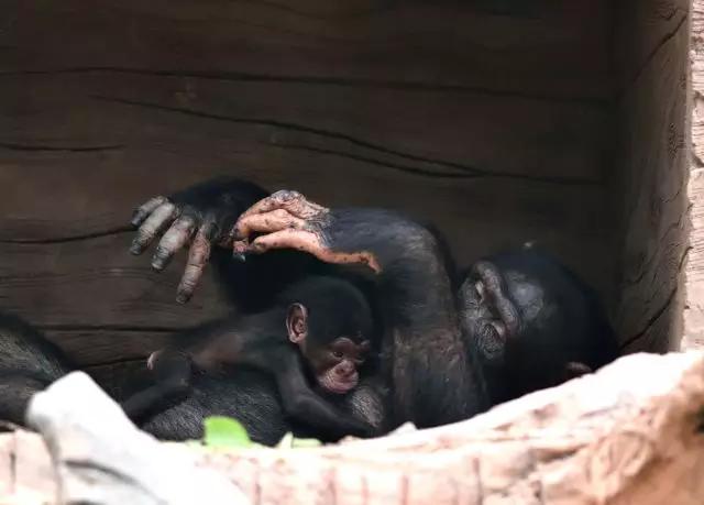 长隆野生动物世界小孩子入园攻略,长隆野生动物园儿童免门票