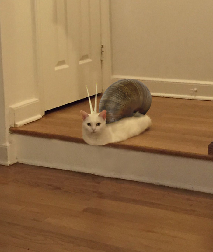 喵星人下楼梯魔性瞬间,被恶搞的喵星人