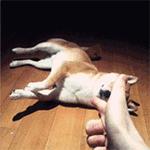 2019被证实的假新闻,4月重大谣言盘点