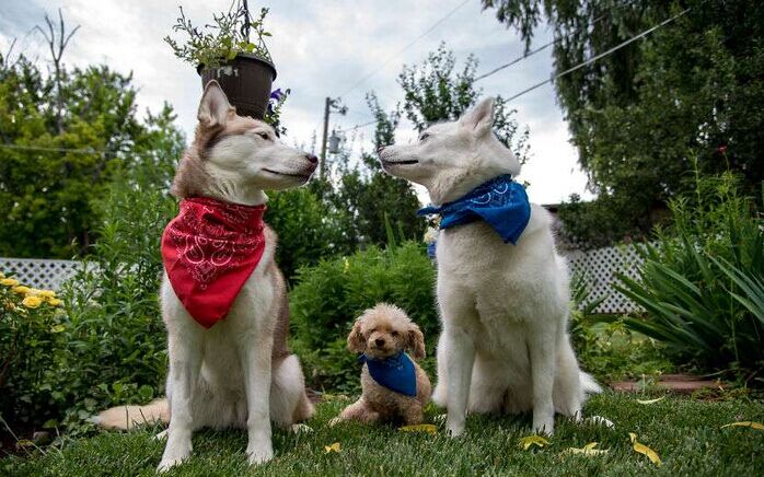 让死神等10年的流浪狗一直坚信有人会救它，最后上天给了它答案