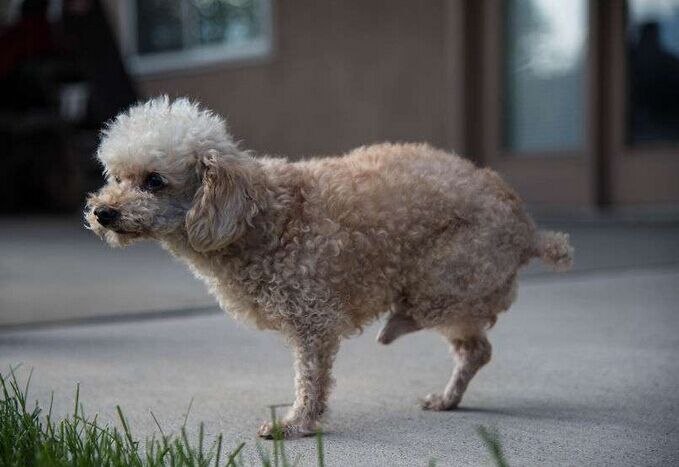 让死神等10年的流浪狗一直坚信有人会救它，最后上天给了它答案