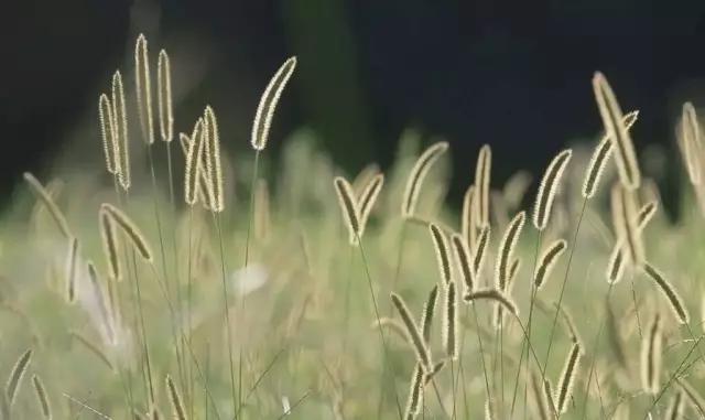 紫溪半岛,紫溪半岛花海