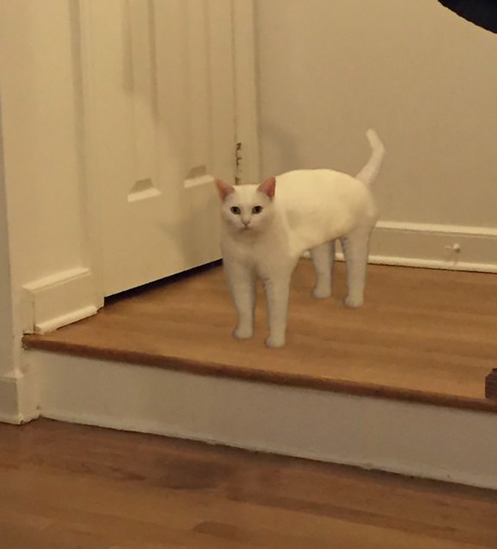 喵星人下楼梯魔性瞬间,被恶搞的喵星人