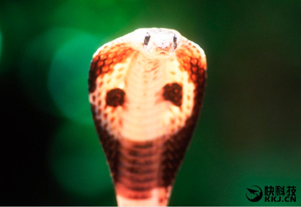 地球上最毒的15种动物,世界上最毒的动物排行