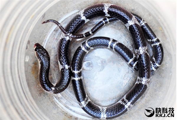 地球上最毒的15种动物,世界上最毒的动物排行