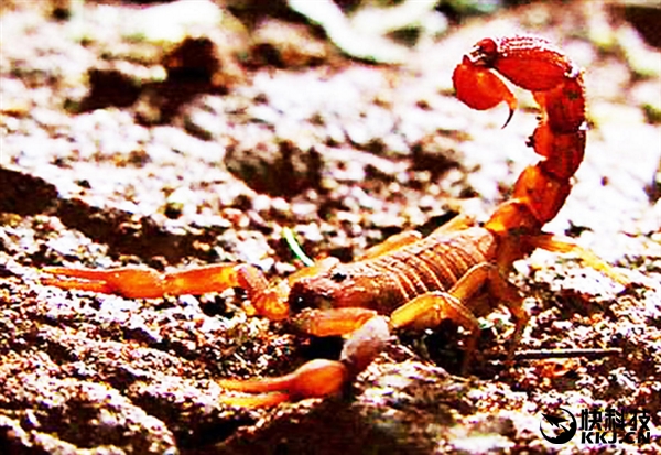 地球上最毒的15种动物,世界上最毒的动物排行