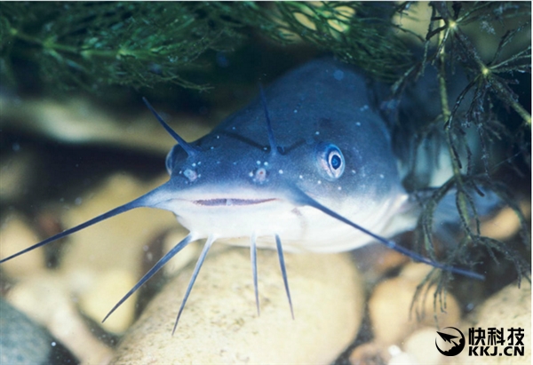 地球上最毒的15种动物,世界上最毒的动物排行