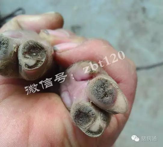 母猪蹄裂是什么原因引起的,母猪蹄裂用什么药