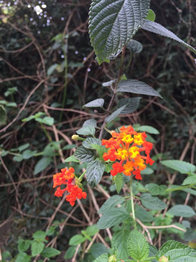 鼓浪屿自驾游全攻略,厦门鼓浪屿登岛全攻略