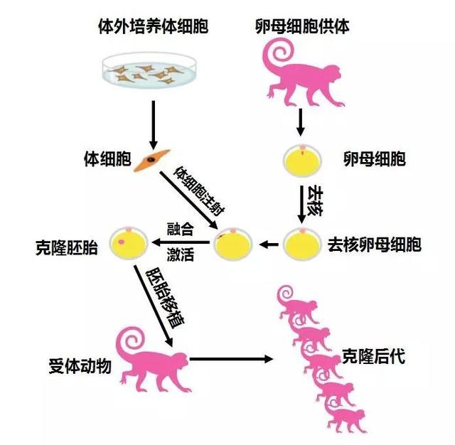 克隆猴成功的视频,两只克隆猴在中国诞生