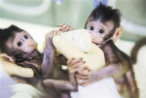 克隆猴成功的视频,两只克隆猴在中国诞生