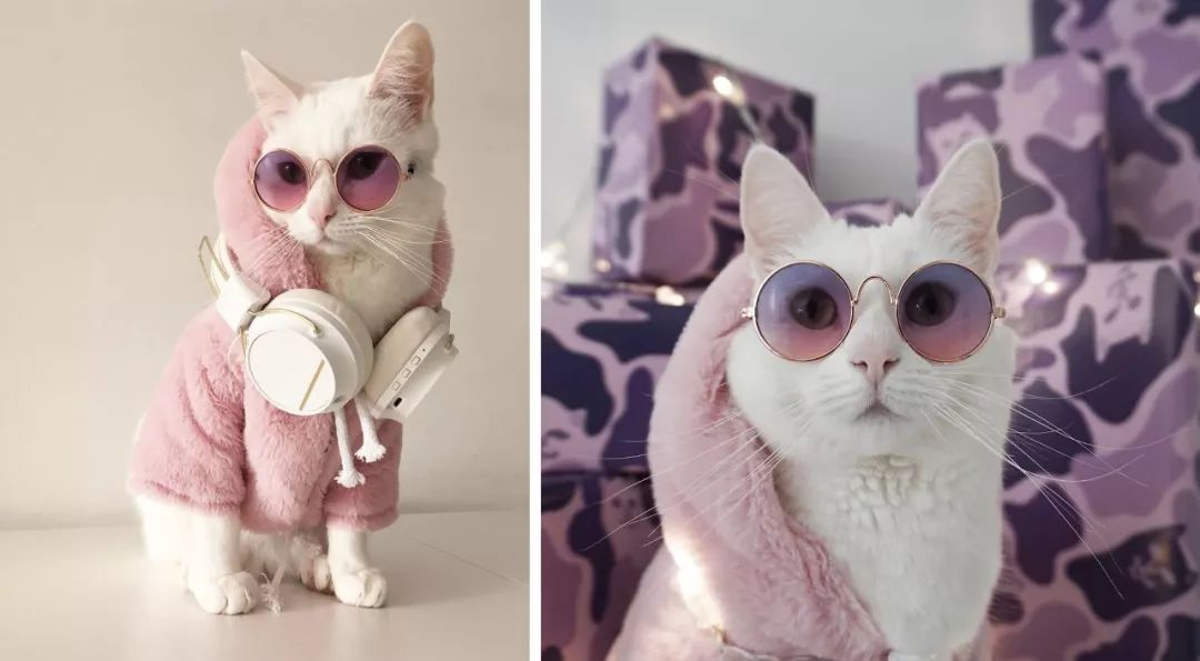 12生肖驾到视频,十二生肖迎接高光时刻