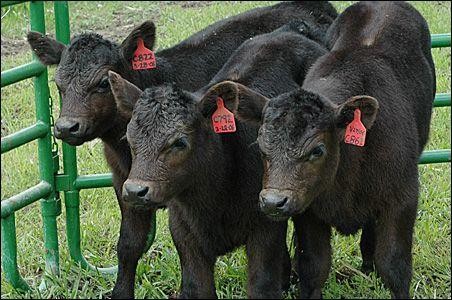 克隆猴成功的视频,两只克隆猴在中国诞生