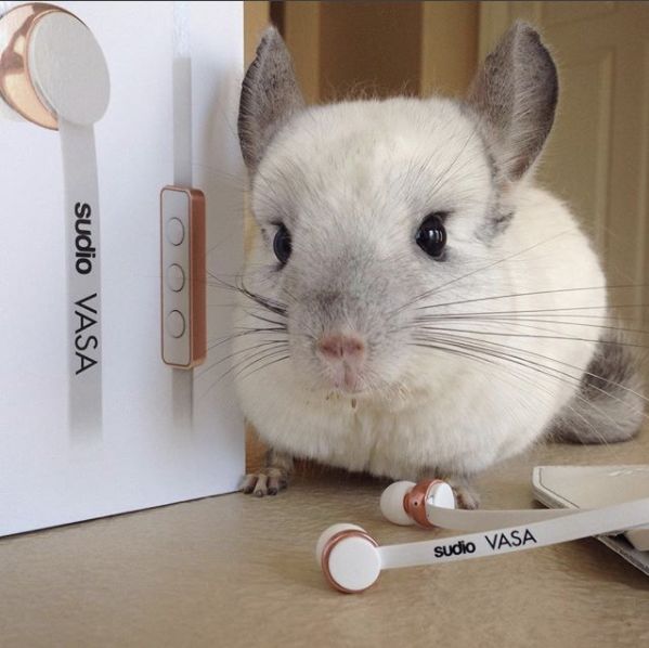 12生肖驾到视频,十二生肖迎接高光时刻