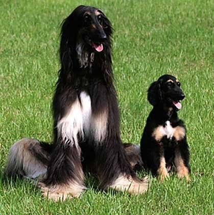 克隆猴成功的视频,两只克隆猴在中国诞生