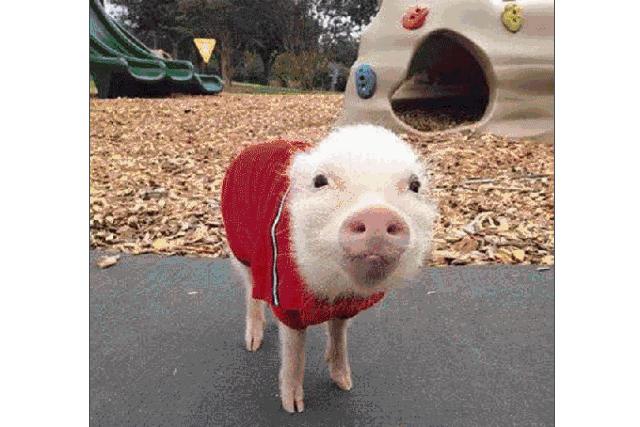 12生肖驾到视频,十二生肖迎接高光时刻