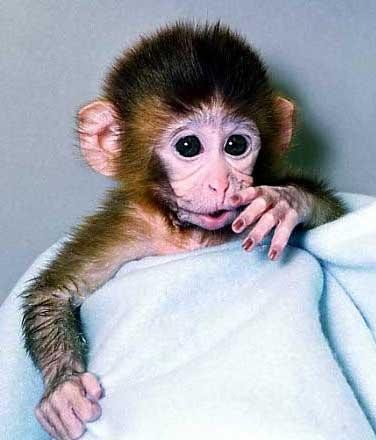 克隆猴成功的视频,两只克隆猴在中国诞生