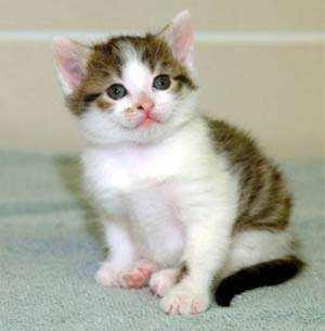 克隆猴成功的视频,两只克隆猴在中国诞生