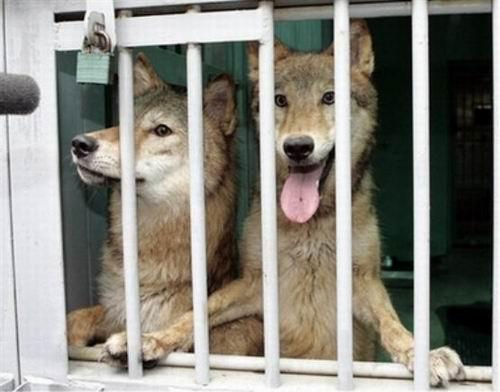 克隆猴成功的视频,两只克隆猴在中国诞生