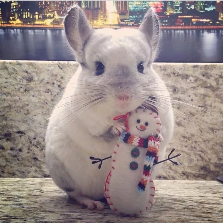 12生肖驾到视频,十二生肖迎接高光时刻