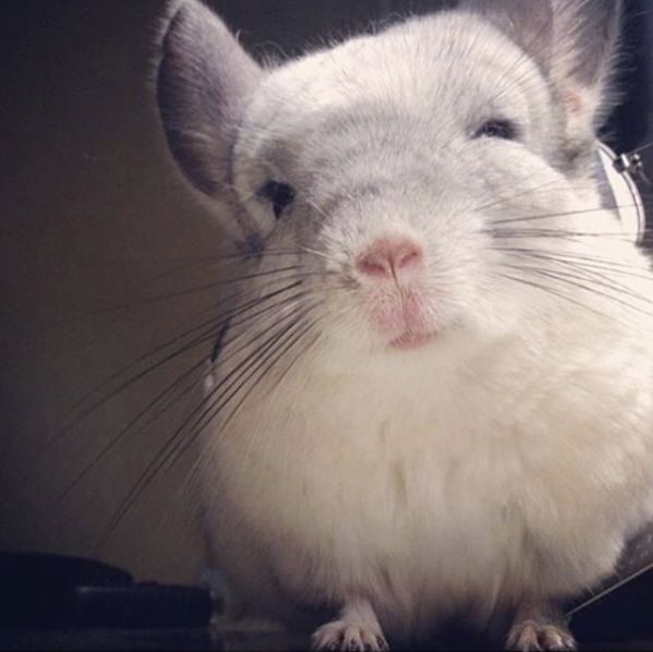 12生肖驾到视频,十二生肖迎接高光时刻