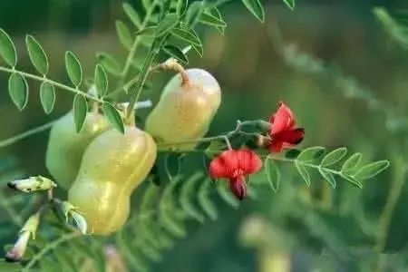 南疆特有的野生动植物,中国荒漠植物图鉴盘点