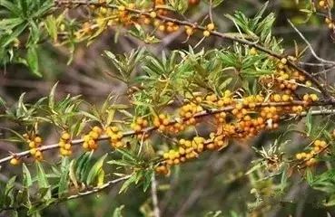 南疆特有的野生动植物,中国荒漠植物图鉴盘点