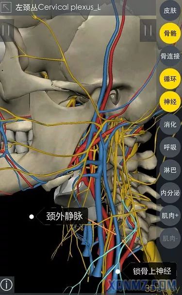 超声引导隐神经阻滞视频教学,超声引导下腰椎旁神经阻滞视频