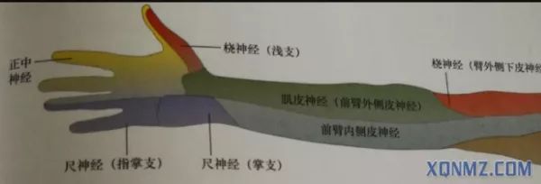 超声引导隐神经阻滞视频教学,超声引导下腰椎旁神经阻滞视频