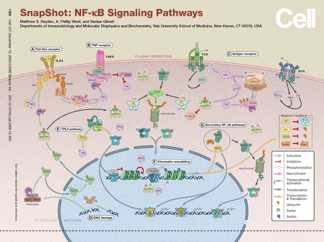 免疫细胞对抗肿瘤的方法,科研人员揭露了炎症和癌症的关系