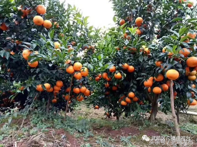 武鸣沃柑开园上市,武鸣沃柑2024发布现场
